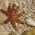 Dornen-Seestern (Coscinasterias tenuispina)